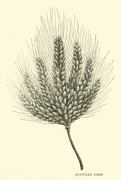 Grano egiziano da English School