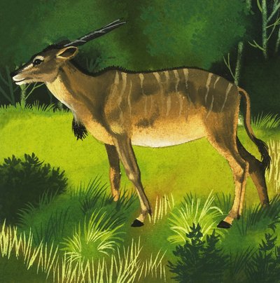 Antilope eland da English School