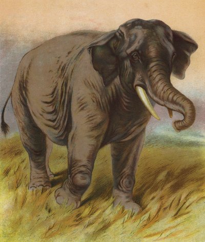 Elefante da English School