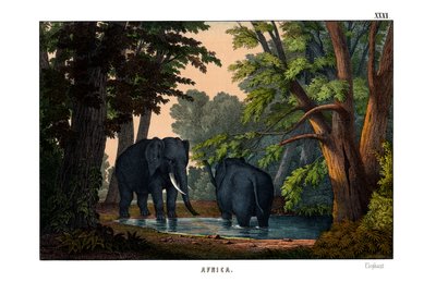 Elefante da English School