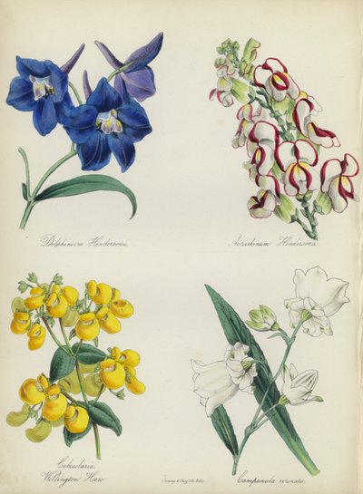 Giardino di fiori inglese: Delphinium Hendersonu, Antirrhinum Hendersonu, Calceolaria Wellinton Hoero, Campanula coronata da English School