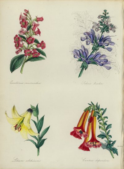 Giardino di fiori inglese: Escallonia macrantha, Salvia bicolar, Lilium colchicum, Cantua dependens da English School