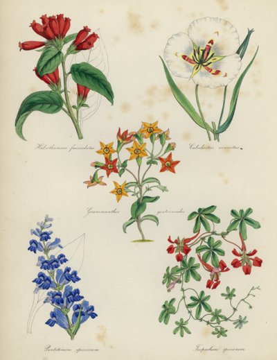 Giardino di fiori inglese: Habrothamnus fasciculatus, Calochortus venustus, Grammanthes gentianoides, Pentstemon speciosum, Tropaeolum speciosum da English School