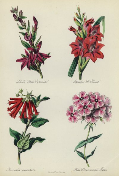 Giardino di fiori inglese: Lobelia "Belle Pyramide", Gladiolus "M Blouet", Bouvardia aurantiaca, Phlox Drummondii Mayii da English School
