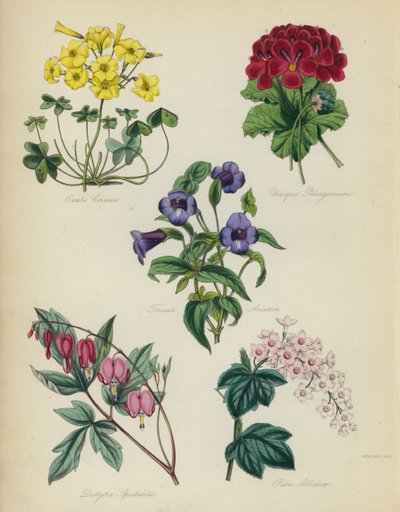 Giardino di fiori inglese: Oxalis Cernua, Pelargonium Unico, Torenia Asiatica, Dielytra Spectabilis, Ribes Albidum da English School