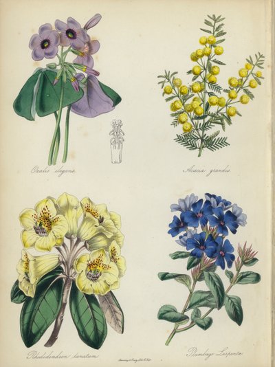 Giardino di fiori inglese: Oxalis elegans, Acacia grandis, Rhododendron lanatum, Plumbago Larpentae da English School