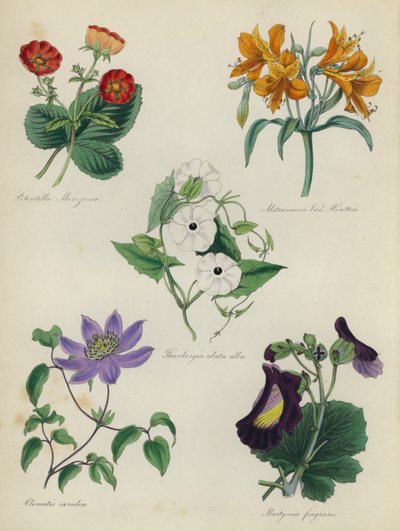 Giardino di fiori inglese: Potentilla Menziesii, Alstraemeria Van Houtteii, Thunbergia alata alba, Clematis caerulea, Martynia fragrans da English School