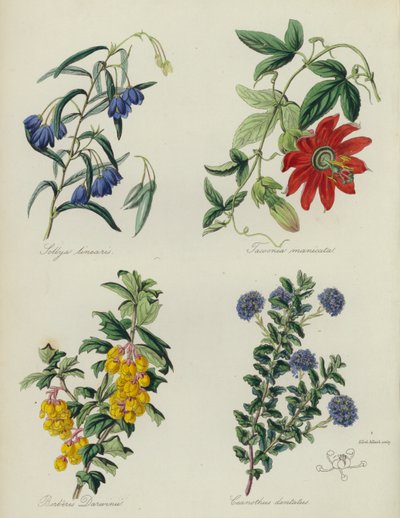 Giardino di fiori inglese: Sollya linearis, Tacsonia manicata, Berberis Darwinii, Ceanothus dentatus da English School