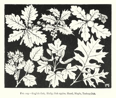 Quercia inglese, Agrifoglio, Galle di quercia, Nocciolo, Acero, Quercia turca (incisione) da English School