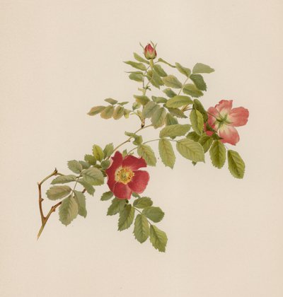 Rosa inglese da English School