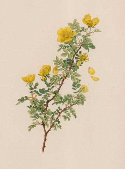Rosa inglese da English School