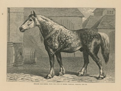 Cavallo da tiro inglese da English School
