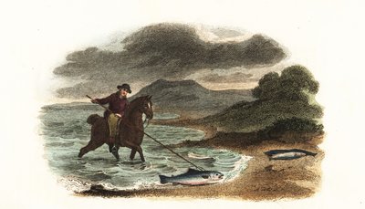 Pescatore inglese Graham che caccia il salmone nelle acque basse a cavallo con una lancia a tre punte di 5 metri da English School