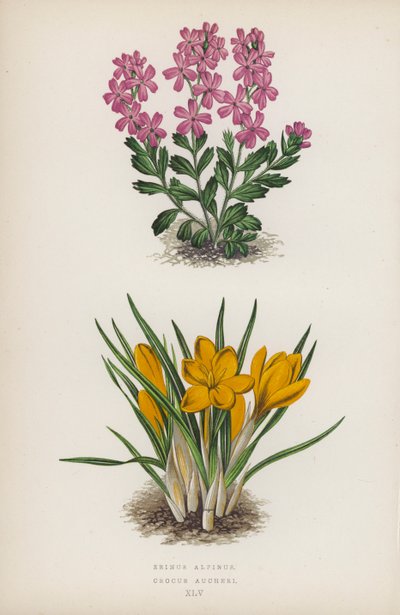 Erinus Alpinus; Crocus Aucheri da English School