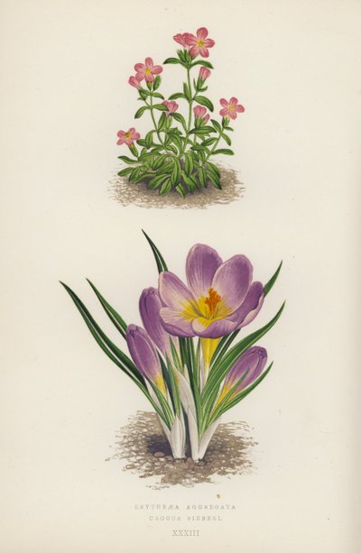 Erythraea Aggregata; Crocus Sieberi (litografia a colori) da English School