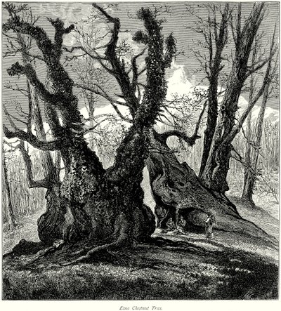 Castagni dell