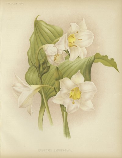 Eucharis sanderiana da English School
