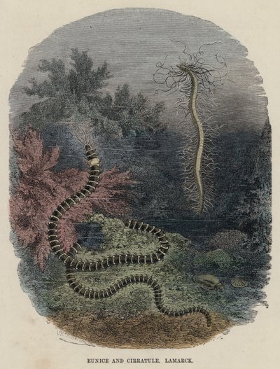Eunice e Cirratule, Lamarck da English School