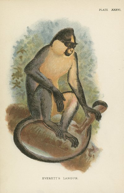 Il Langur di Everett da English School