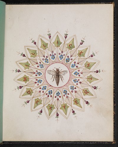 F.1: Insetto all