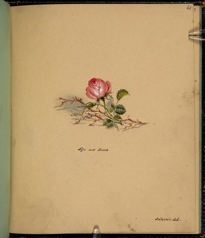 F. 61: Una rosa, Vita e morte, da un 