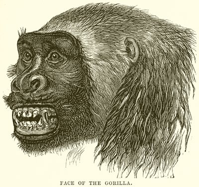 Volto del gorilla da English School