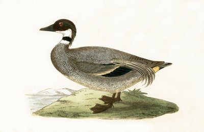 Alzavola falcata, illustrazione da 