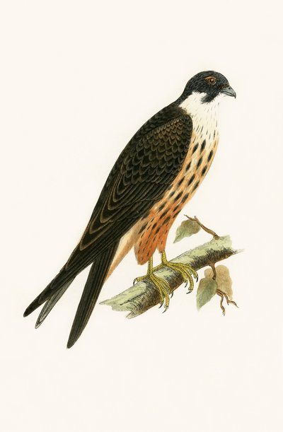 Falco Eleonorae, illustrazione da 