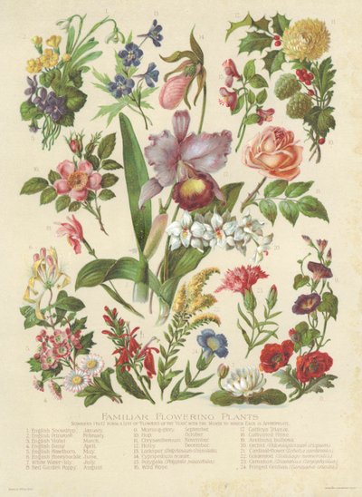 Piante da fiore familiari da English School