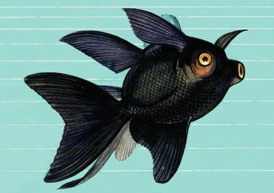 Fantail Blackmoor da English School