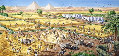 Agricoltura in Egitto da English School