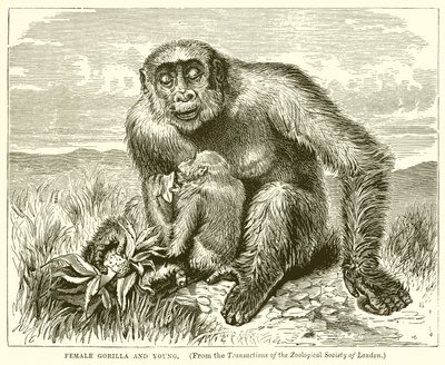 Gorilla femmina e giovane da English School