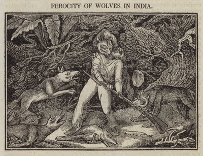 Ferocia dei lupi in India da English School
