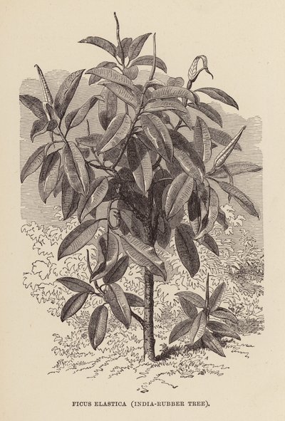 Ficus Elastica, albero della gomma da English School