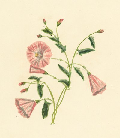 Convolvolo dei campi, Convolvulus Arvensis da English School