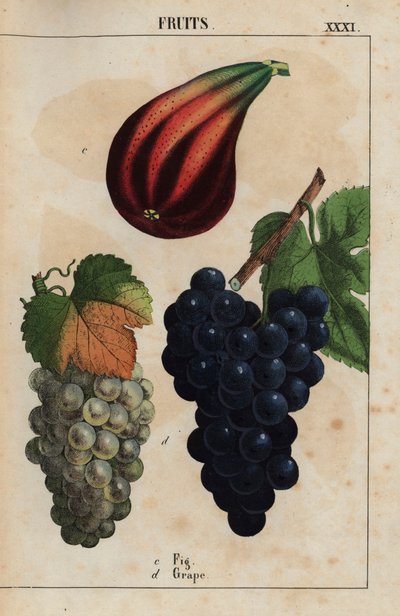 Fichi e uva, da 