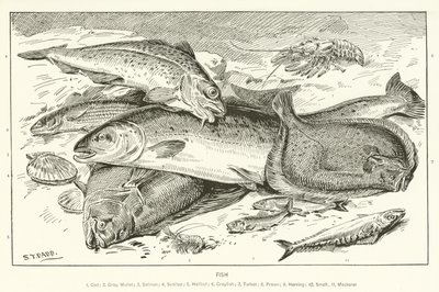 Pesce da English School