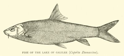 Pesce del Lago di Galilea, Capoeta Damascina da English School