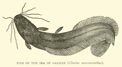 Pesce del Mare di Galilea, Clarias macracanthus da English School