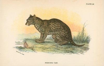 Gatto pescatore da English School