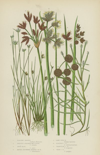 Isolepis galleggiante, Giunco di fango a stelo setoloso, Giunco di fango di Savi, Giunco di fango a testa rotonda da English School