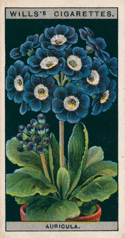 Coltura di fiori in vaso: Auricula alpina (chromolitho) da English School