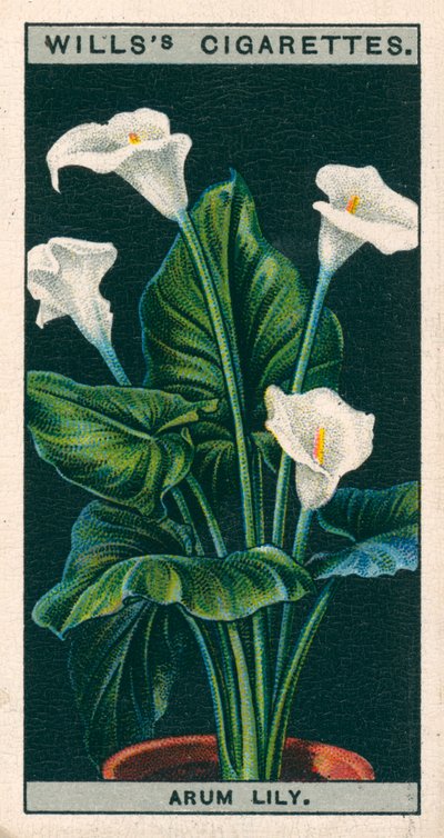 Coltura di fiori in vaso: Giglio di Arum o Richardia (cromolito) da English School