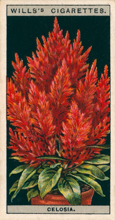Coltura di fiori in vaso: Celosia (chromolitho) da English School