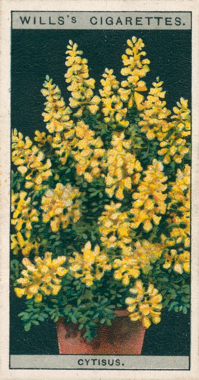 Coltura di fiori in vaso: Cytisus o Genista (chromolitho) da English School