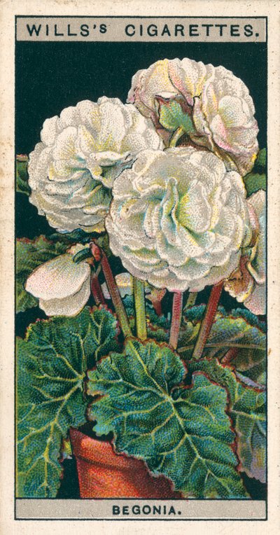 Coltura di fiori in vaso: Begonia a doppia radice tuberosa (chromolitho) da English School