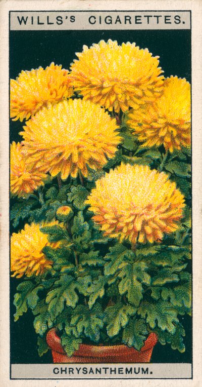 Coltura di fiori in vaso: Crisantemo nano (chromolitho) da English School
