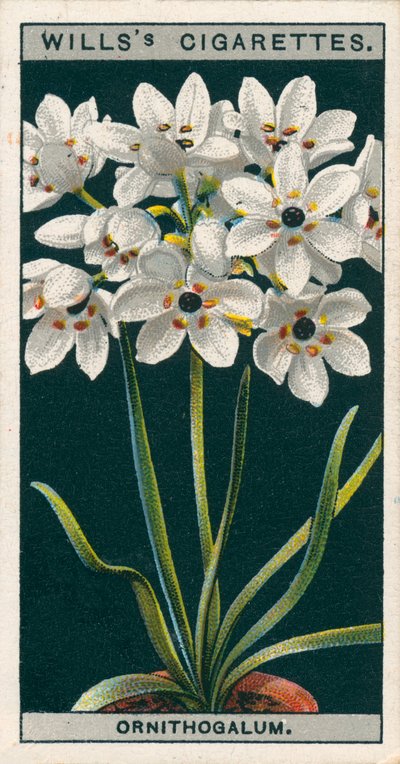 Coltura di fiori in vaso: Ornithogalum (chromolitho) da English School