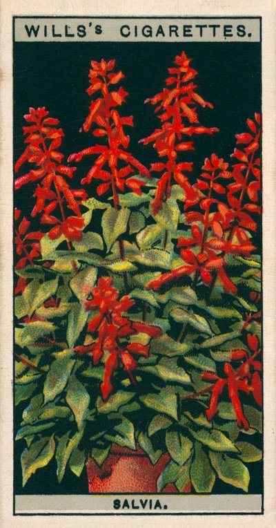 Coltura di fiori in vaso: Salvia (cromolito) da English School