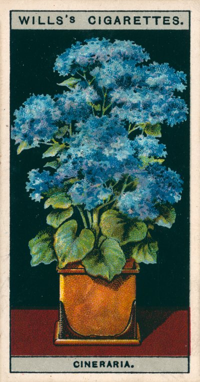 Coltura di fiori in vaso: Stella Cineraria (cromolito) da English School
